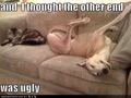 Funny Dogs  - dogs photo