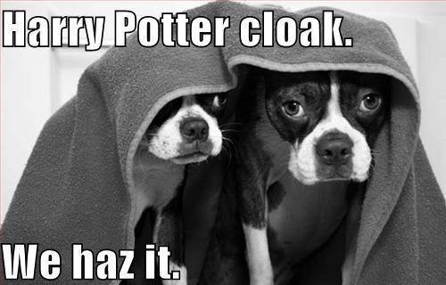  Funny chiens :)