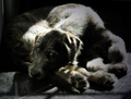 Irish Wolfhound - dogs photo