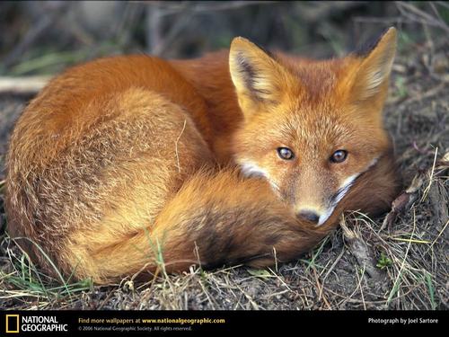  Red fox, mbweha