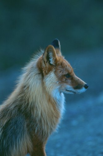  Red zorro, fox