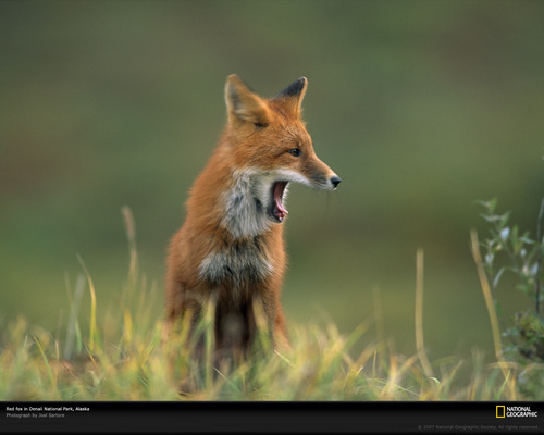  Red raposa