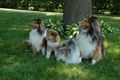 Rough Collie - dogs photo
