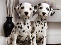 dogs - Sweet Dalmations wallpaper