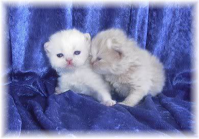 Sweet Kittens