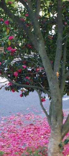  This arbre is Kurt....His ashes are spread around...:'-(