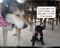 lol....dogs - dogs photo