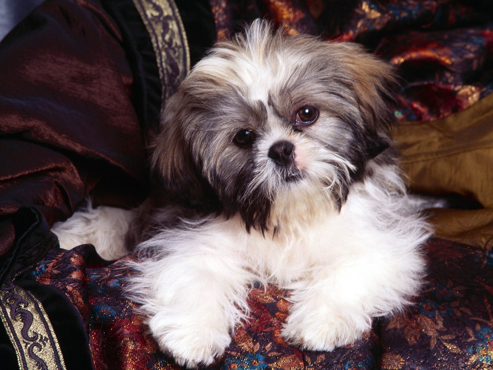 Shih+tzu+dogs+pictures
