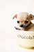 A cup of sweetness !!! - chihuahuas icon