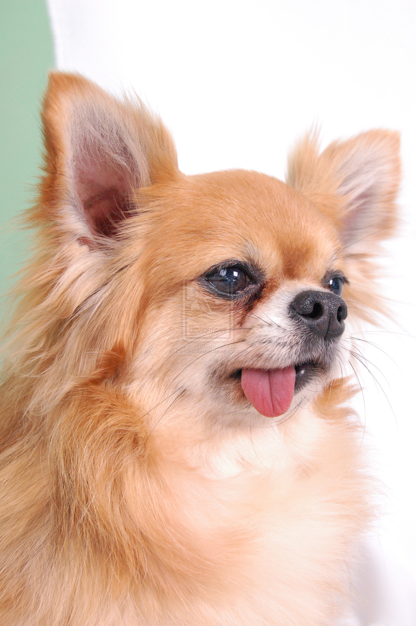 Cute Chihuahuas - Chihuahuas Photo (13347868) - Fanpop