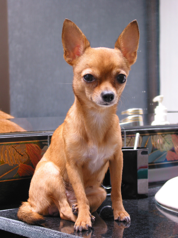 Cute Chihuahuas - Chihuahuas Photo (13347882) - Fanpop