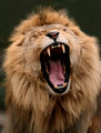 Lion - the-animal-kingdom photo