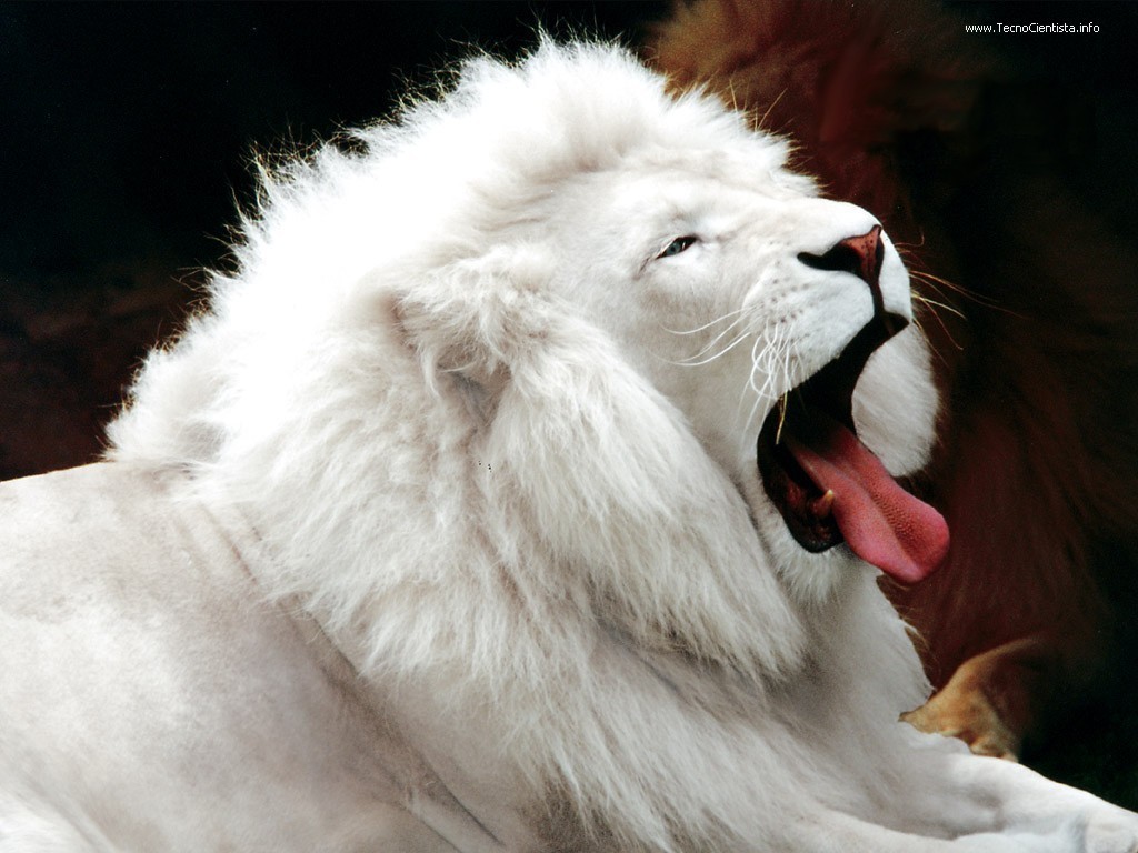 Lion  The Animal Kingdom Wallpaper 13351786  Fanpop