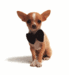 Little Sweetheart  - chihuahuas icon