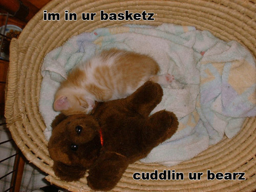 Random-LOLcats-random-13300161-500-375.jpg