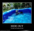 lol.....dogs - dogs photo