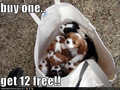Buy One Get 12 Free !! - puppies photo