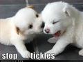 It Tickles :) - puppies photo
