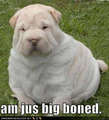 Just big boned !!!! - puppies photo