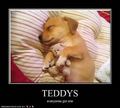 Puppy and teddy - puppies photo