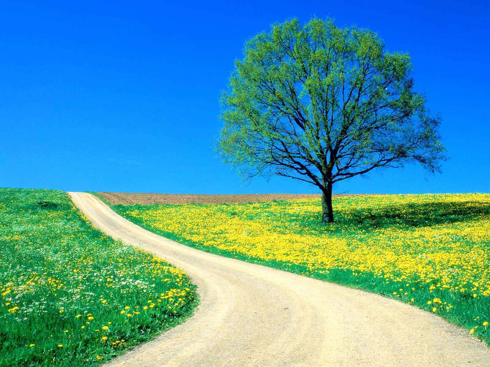 beautiful Spring Day on a country road - Spring Photo (13476165) - Fanpop