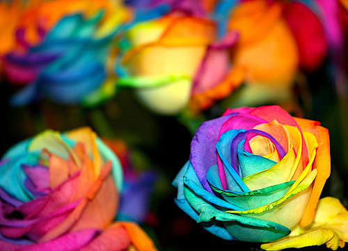  colorful お花