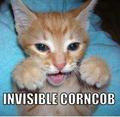 invisible... - lol-cats photo