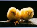 Chicks - animals photo