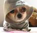 Chihuahua Hoody..LOL !! - chihuahuas icon