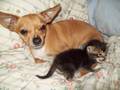 chihuahuas - Chihuahua and kitten ! wallpaper