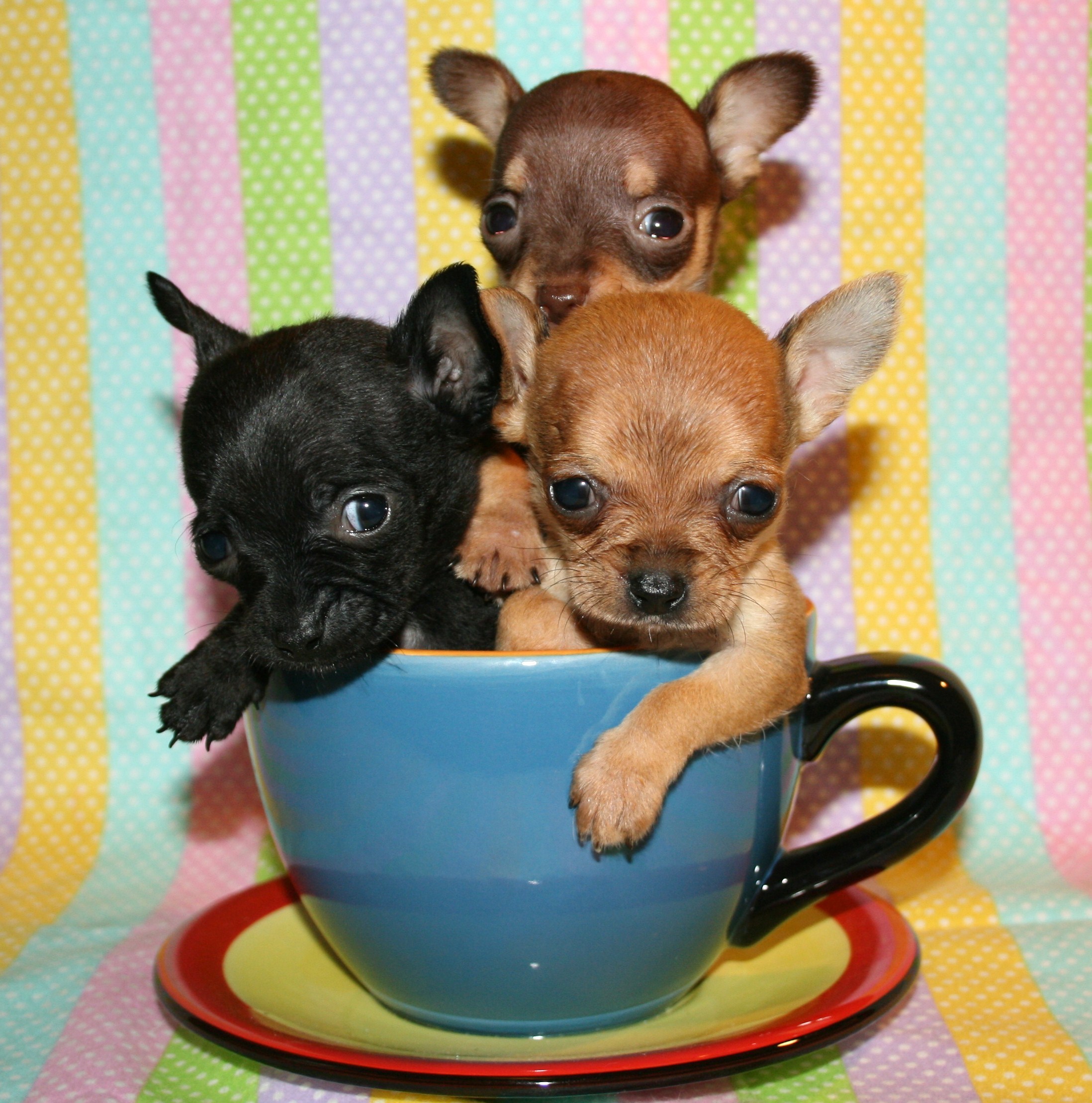 2 Beautiful sable fawn male chihuahuas | Redditch 