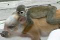 Got a monkey on my back - animals photo