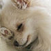 Little sleeping beauty !! - chihuahuas icon