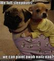 lol....dogs ! - dogs photo