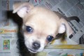 ♥ Chihuahua ♥  - chihuahuas photo