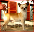 ♥ Chihuahua ♥  - chihuahuas photo