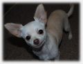 ♥ Chihuahua ♥ - chihuahuas photo