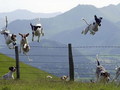 CRAZY DOGS - dogs photo