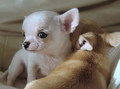 CUTEST BABY puppies!! - dogs photo