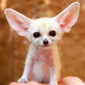 CUTEST BABY puppies&Fennec Fox!! *adorable* - dogs photo