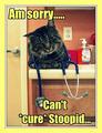 Can't cuRE StoopIDITY - funny-pictures photo