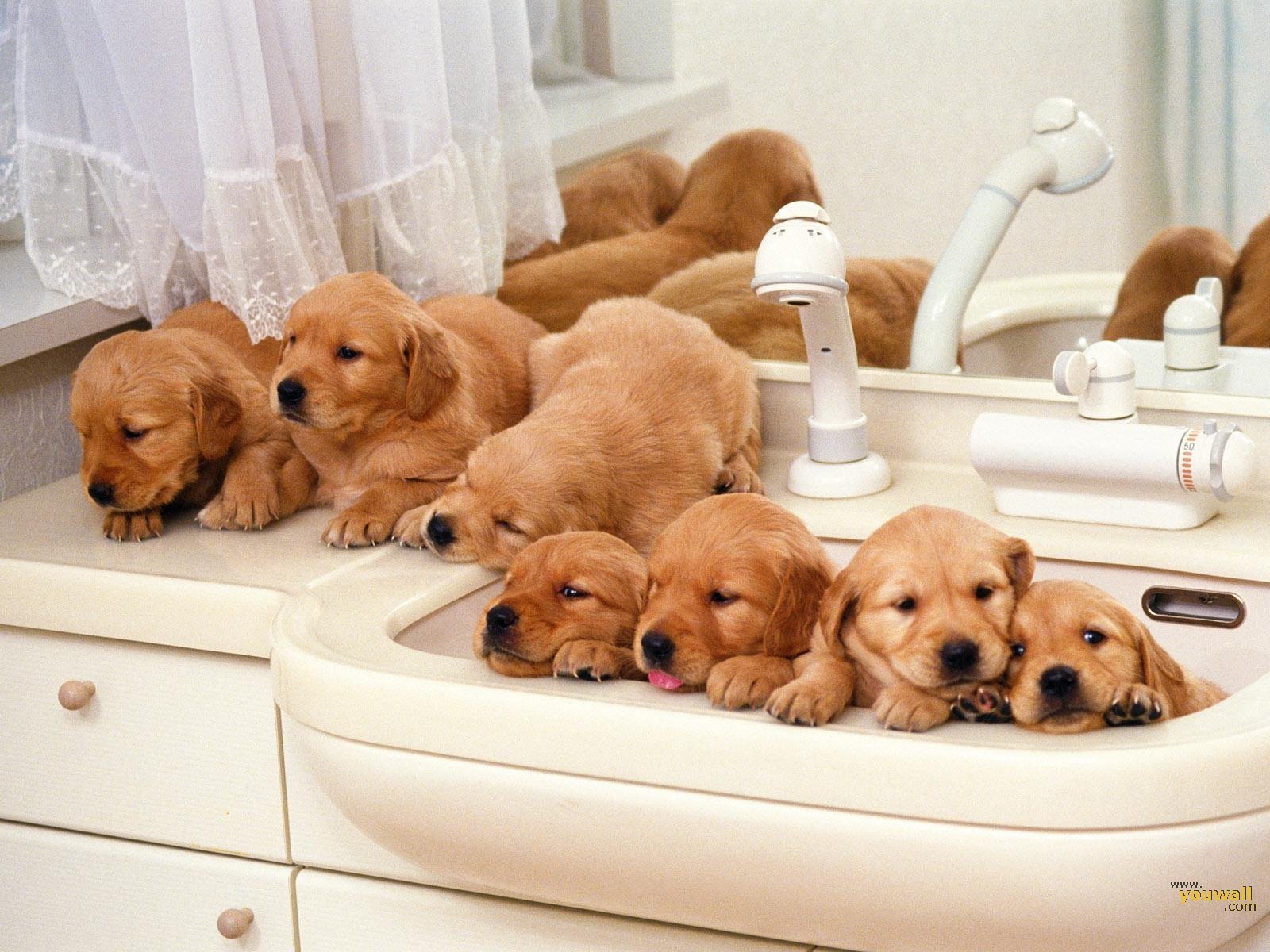 Cute-Puppies-puppies-13632075-1600-1200.