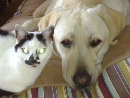  कुत्ता and बिल्ली