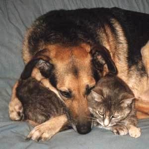  कुत्ता and बिल्ली