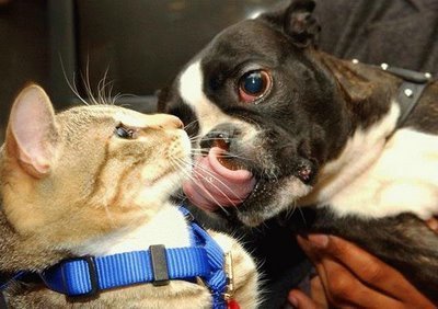  Anjing and Kucing