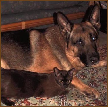 dogs - dogs vs. cats Photo (2482136) - Fanpop