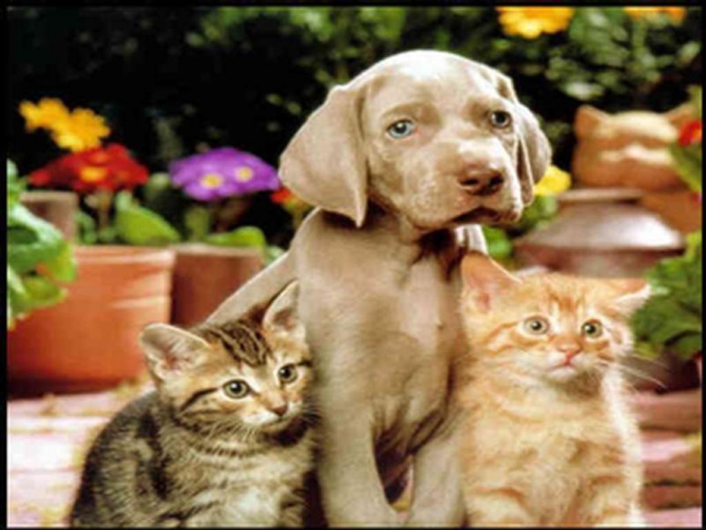 Dogs and Cats - dogs vs. cats Wallpaper (13631912) - Fanpop