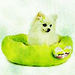 Great in Green !! - chihuahuas icon