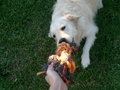 My pup benson ^^ hes a golden retriever. - dogs photo