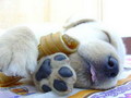 SLEEPING CRITTERS - dogs photo